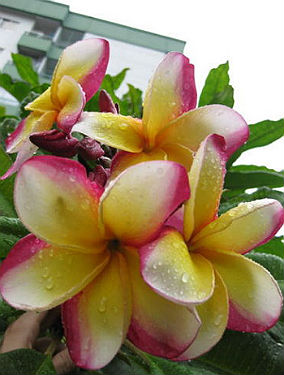 (image for) Plumeria Rubra 'Giant Yellow Fancy' (6 Seeds) - Click Image to Close
